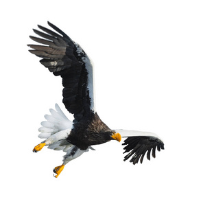 s sea eagle in flight isolated on white background. Scientific n