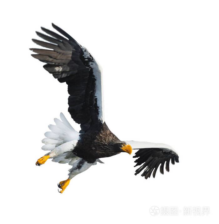 s sea eagle in flight isolated on white background. Scientific n