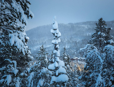 挪威森林中的深鲜雪。北方的风景在冬天