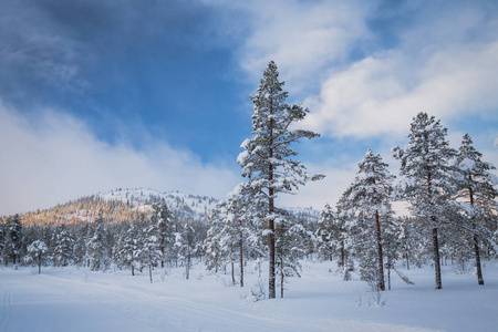 挪威森林中的深鲜雪。北方的风景在冬天