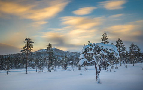 挪威森林中的深鲜雪。北方的风景在冬天
