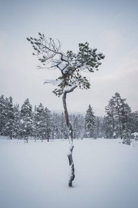 挪威森林中的深鲜雪。北方的风景在冬天