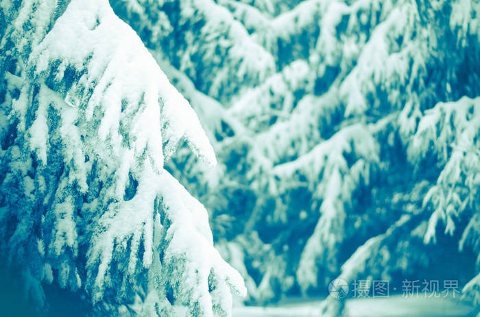 冬天被雪覆盖的森林里的松枝