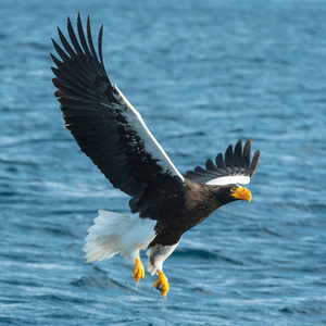 s sea eagle fishing. Scientific name Haliaeetus pelagicus. Blue