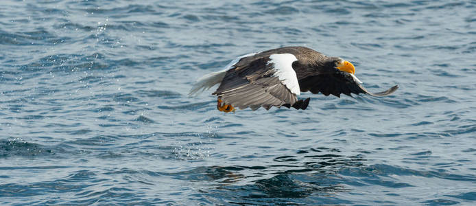 s sea eagle fishing. Scientific name Haliaeetus pelagicus. Blue
