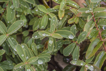 背景有细长的绿叶和雨滴图片