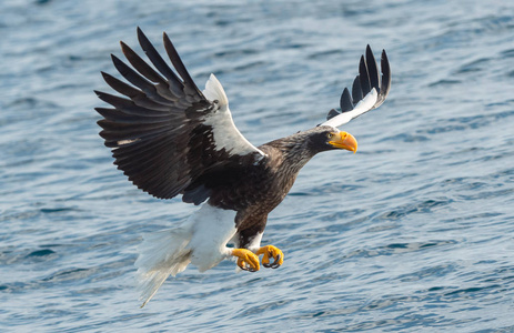 s sea eagle fishing. Scientific name Haliaeetus pelagicus. Blue