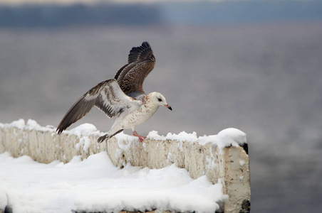 普通海鸥Larus Canus降落在积雪覆盖的混凝土路堤围栏上。