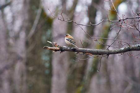 在繁殖季节，ChaffinchFringillaCoelebs坐在四月森林的一个树枝上，准备唱歌。