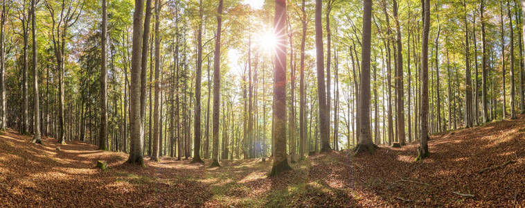 林中山毛榉树和太阳光的全景图片