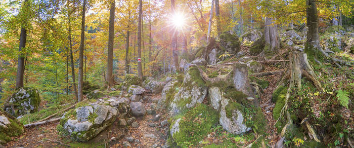 林中山毛榉树和太阳光的全景