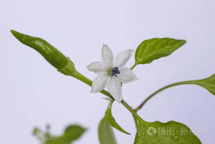 青椒的白色花在白色背景的分支