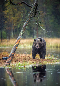 秋天森林里沼泽上的一只棕色熊。 科学名称ursusArctos。 自然栖息地秋季季节。