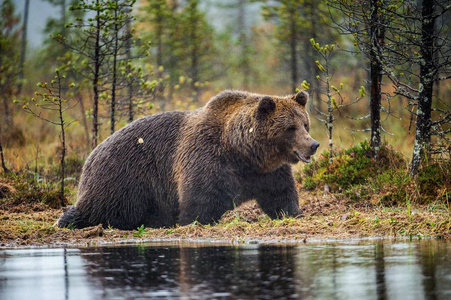 秋天森林里沼泽上的一只棕色熊。 科学名称ursusArctos。 自然栖息地秋季季节。