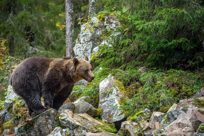 秋季自然栖息地.