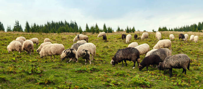 在绿色的牧场上放牧的一群羊的景观