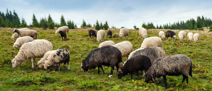 在绿色的牧场上放牧的一群羊的景观