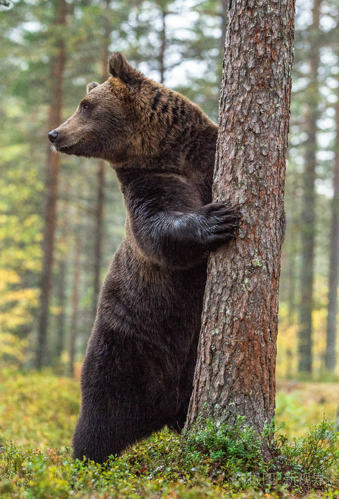 棕色的熊站在他的后腿上在秋天的森林里白花前面的
