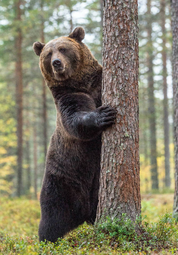 棕色的熊站在他的后腿上,在秋天的森林里白花. 前面的风景.