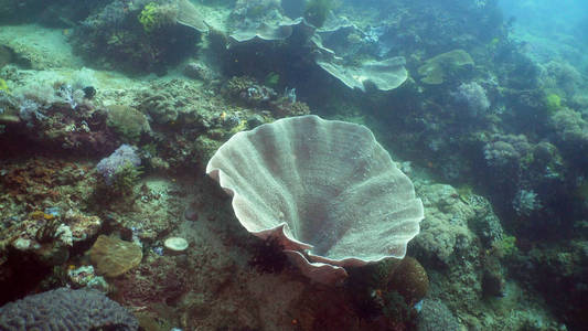 珊瑚礁。菲律宾, 民都
