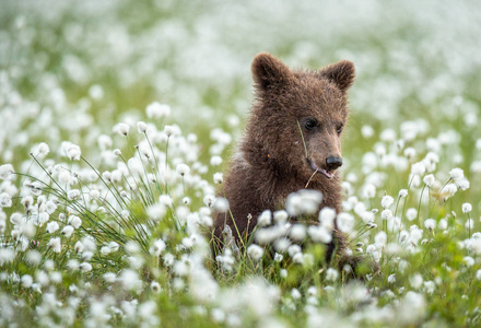 棕色熊幼崽在夏季森林中的白花。 科学名称ursusArctos。 天然绿色背景。 自然栖息地。
