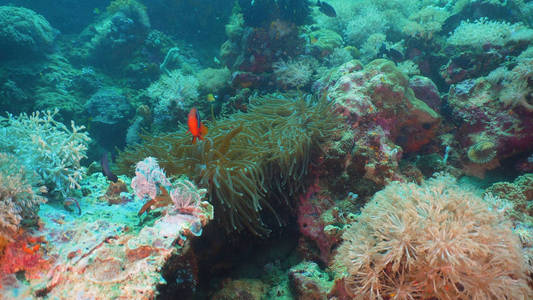 小丑 Anemonefish 在海葵