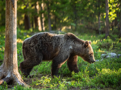 在夏天的森林里散步棕熊。 科学名称ursusArctos。 自然栖息地夏季季节。