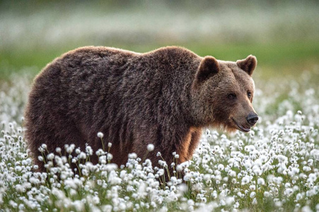 棕色熊在夏天的森林里，在沼泽中的白花。 前面的风景。 自然栖息地。 棕熊的科学名称ursusArctos。 夏季。