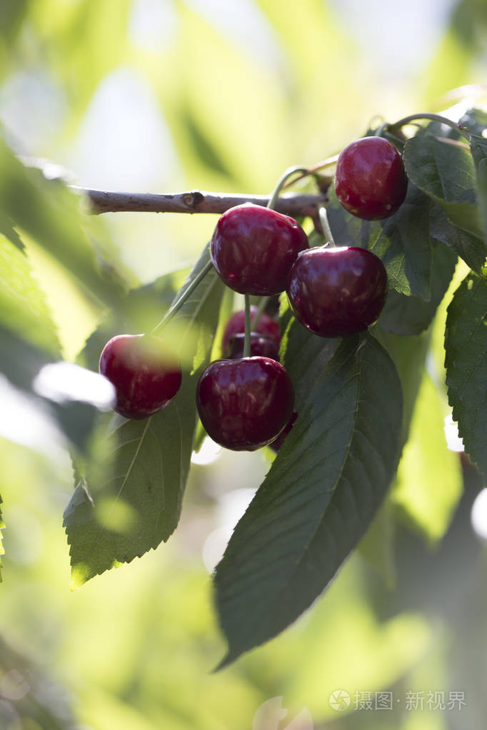 多汁的樱桃在树上的自然