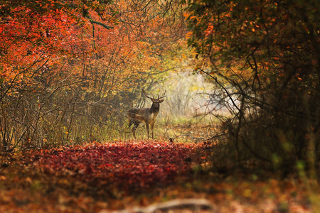  the males are very active in late october, in mating season, wh