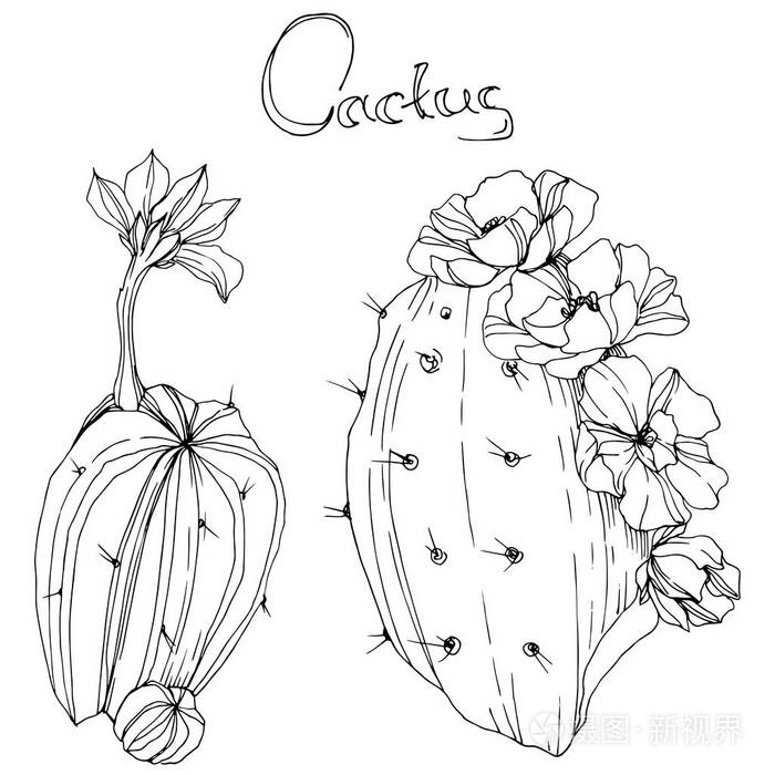 仙人掌花植物学花黑白雕刻水墨艺术孤立的仙人掌插图元素