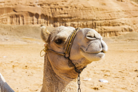 埃及强大可靠的骆驼图片