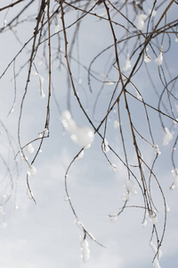 冬天的树枝在白雪和白色的天空中