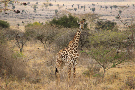 非洲长颈鹿在草原上放牧。 非洲野生动物