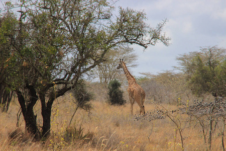 非洲长颈鹿在草原上放牧。 非洲野生动物