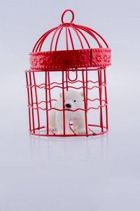 北极熊被囚禁在笼中，白色背景