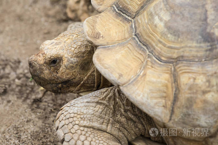 非洲刺龟的近景.照片-正版商用图片14wl94-摄图新视界