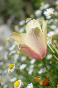 春季盛开的单瓣郁金香花