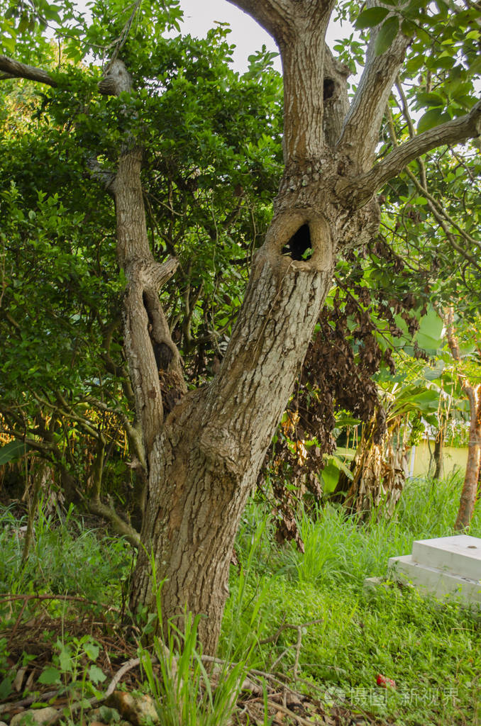 在老霍洛牛油果树干的主枝上,是一个指向向上的出口孔.