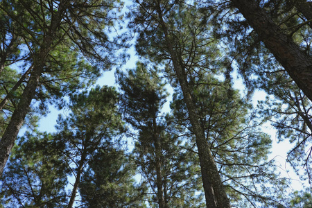 针叶林林地松树树干