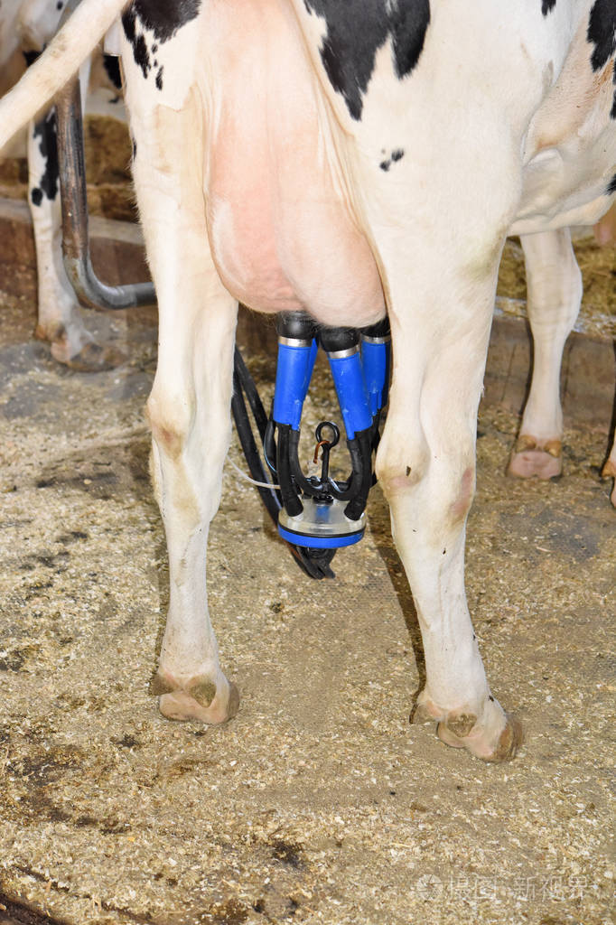 在奶牛场的谷仓里挤奶