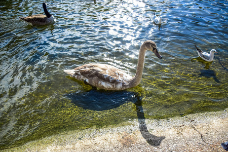 s Park Lake in St James39