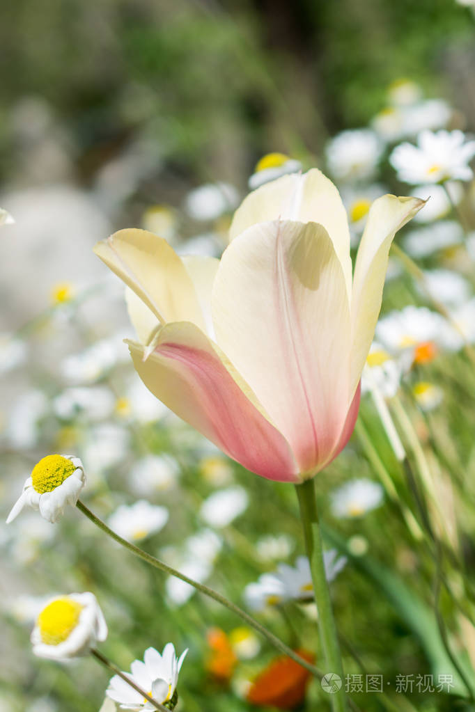 春季盛开的单瓣郁金香花