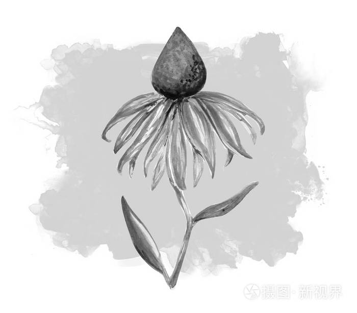 粉红色紫锥菊水彩插图