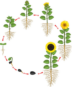 向日葵种子发芽的过程图片