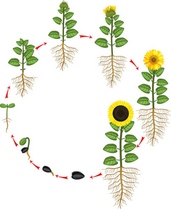 向日葵种植过程图片图片