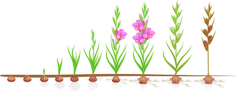 从种植球茎到有花和种子的成年植物的生长阶段照片