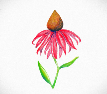 松果菊分离图片