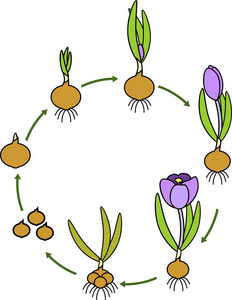 花生长从沥青图片
