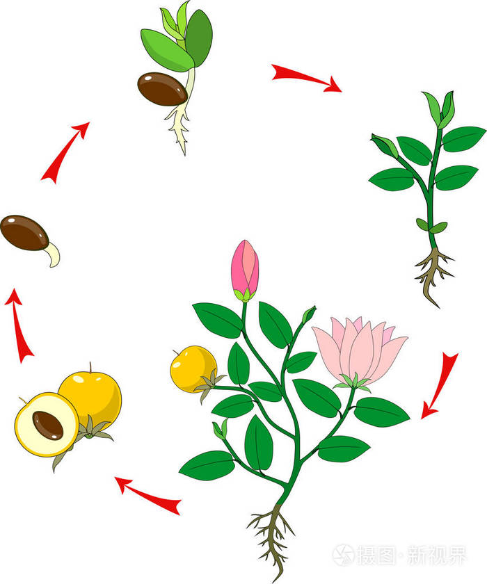 种子开花植物生长阶段插画